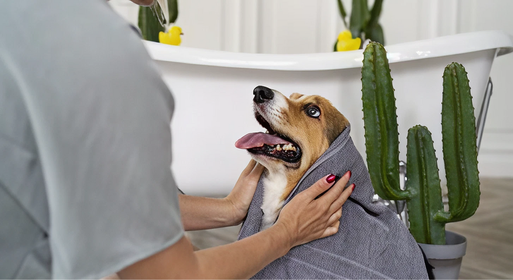Pet Grooming at Home