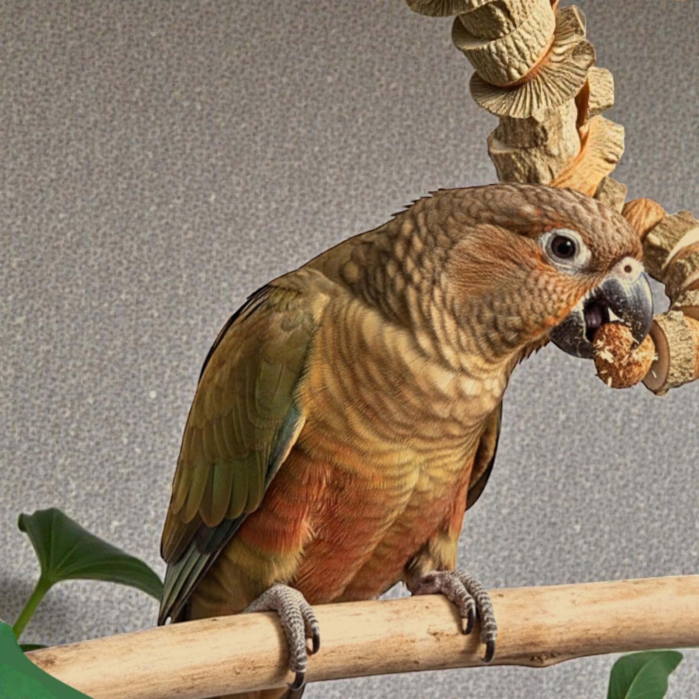 39" Prickly Ash & Mango Wood Bird Toy | Natural Parrot Chew & Enrichment | Warewoof House
