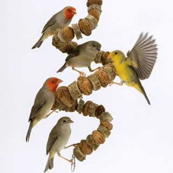 Prickly Ash Wood Bird Chew Toy - Image 3