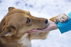 Why Paw Care is Essential