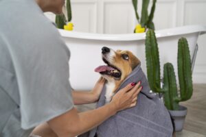Pet Grooming at Home